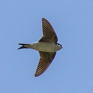 Common House-Martin